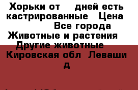   Хорьки от 35 дней есть кастрированные › Цена ­ 2 000 - Все города Животные и растения » Другие животные   . Кировская обл.,Леваши д.